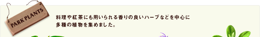 料理や紅茶にも用いられる香りの良いハーブなどを中心に多種の植物を集めました。