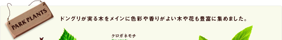 ドングリが実る木をメインに色彩や香りがよい木や花も豊富に集めました。