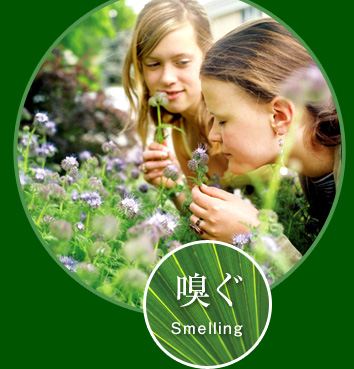 嗅ぐ Smelling